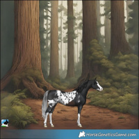 Horse Color:Brown Splash Skewed Appaloosa 