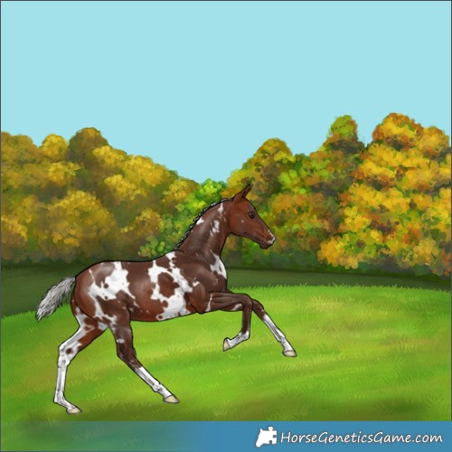 Horse Color:White Spotted Silver Bay