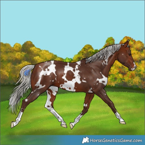 Horse Color:White Spotted Silver Bay