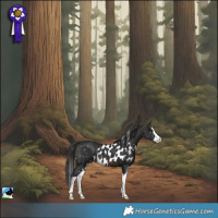 Horse Color:Brown Splash Skewed Appaloosa 