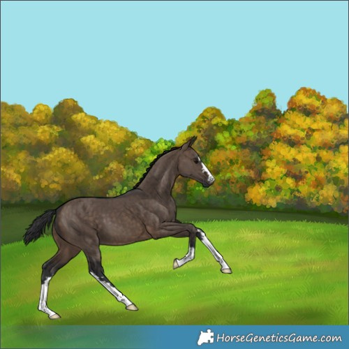 Horse Color:Brown Dun Brindle 
