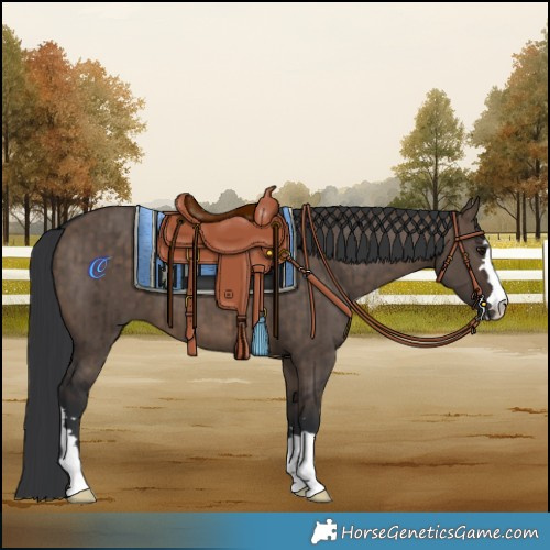 Horse Color:Brown Dun Brindle