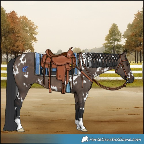 Horse Color:White Spotted Brown Dun