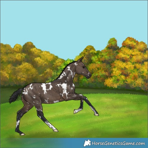Horse Color:White Spotted Brown Dun 