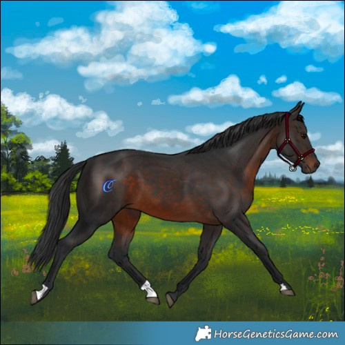 Horse Color:Brown 