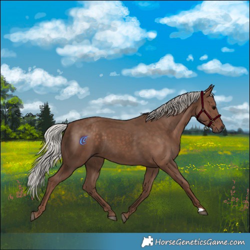 Horse Color:Silver Black
