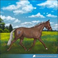 Horse Color:Silver Black