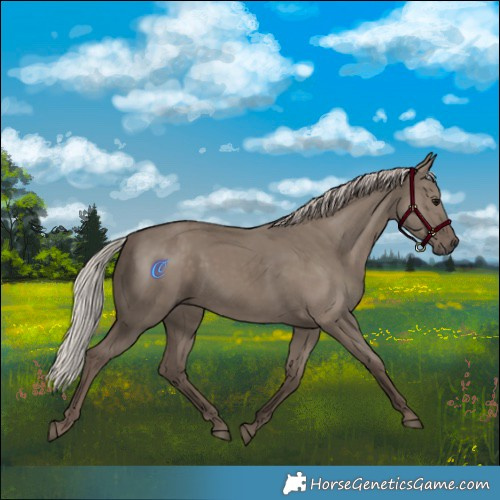 Horse Color:Silver Grullo 