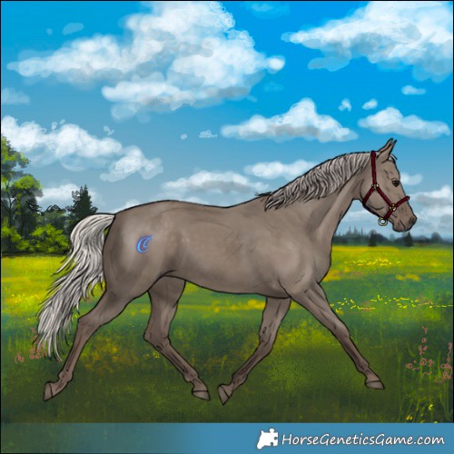 Horse Color:Silver Grullo