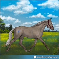 Horse Color:Silver Grullo
