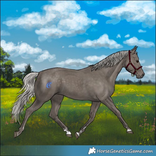 Horse Color:Silver Smoky Black