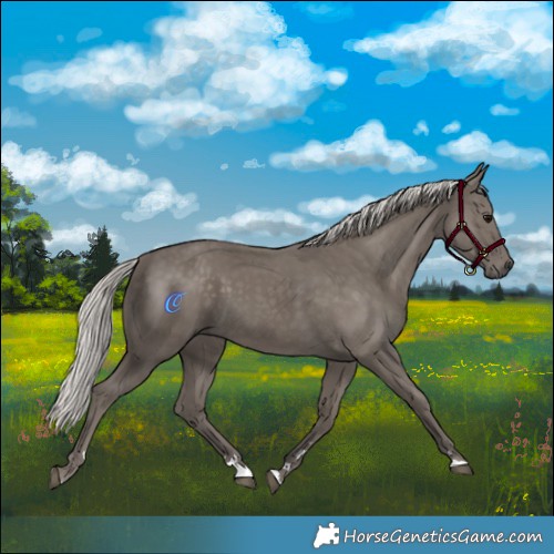Horse Color:Silver Smoky Black