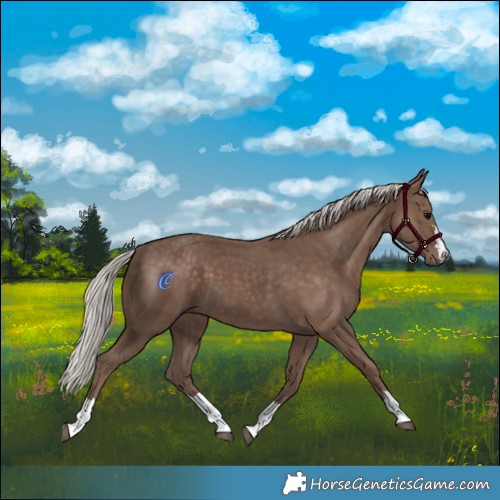 Horse Color:Silver Black