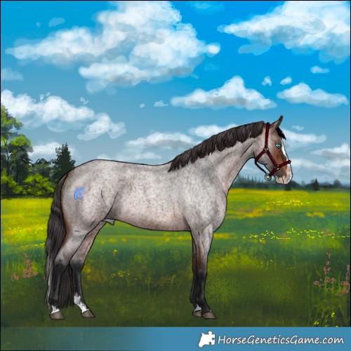 Horse Color:Brown Roan Splash 
