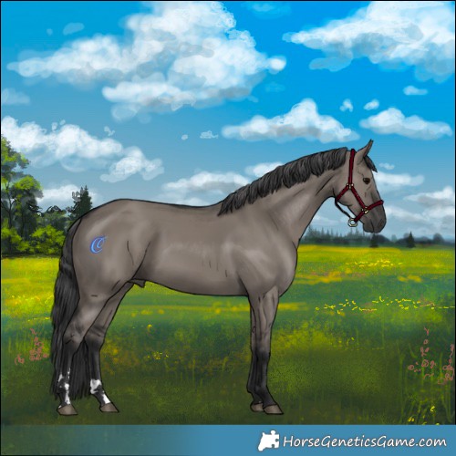 Horse Color:Grullo