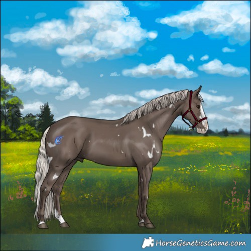 Horse Color:White Spotted Silver Black Splash