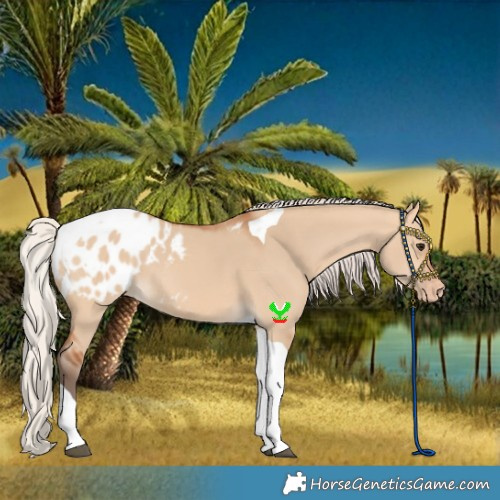 Horse Color:Silver Bay Dun Tobiano Blanket 