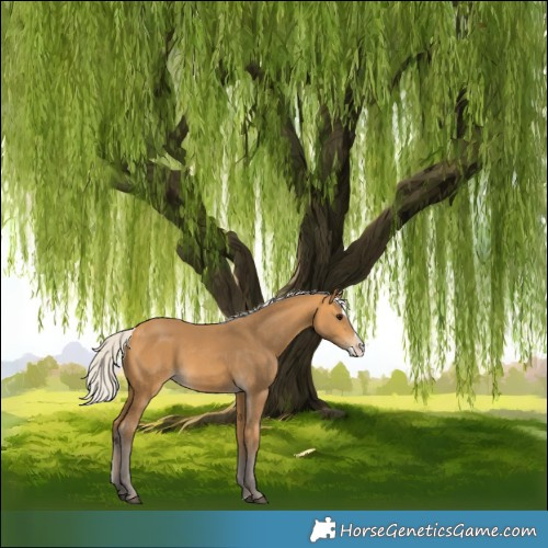 Horse Color:Silver Buckskin Splash 
