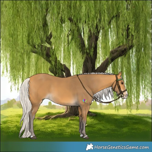 Horse Color:Silver Buckskin Splash 