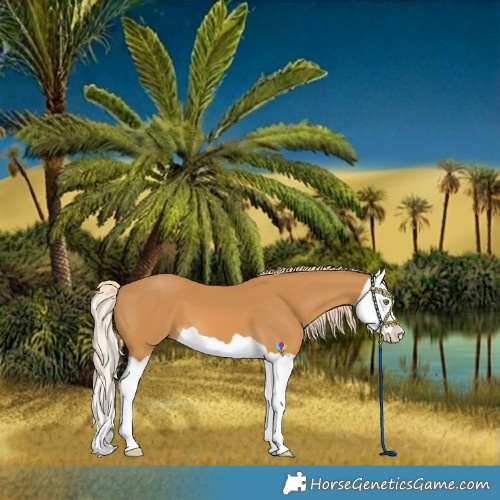 Horse Color:Palomino Splash 