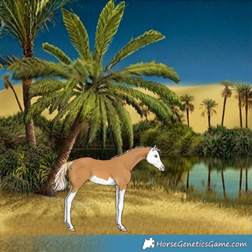 Horse Color:Palomino Splash 