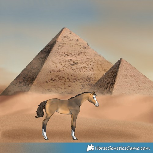 Horse Color:Buckskin Splash 