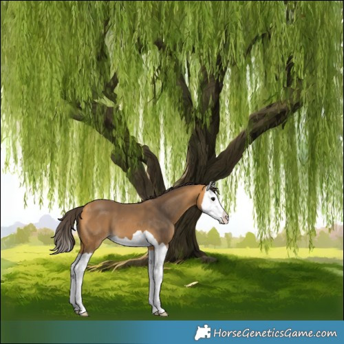Horse Color:Buckskin Splash 