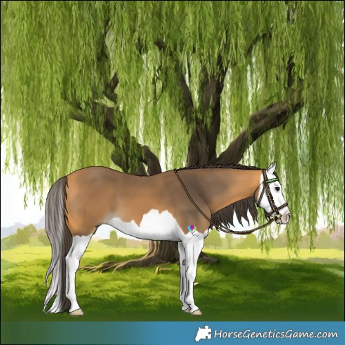 Horse Color:Buckskin Splash 