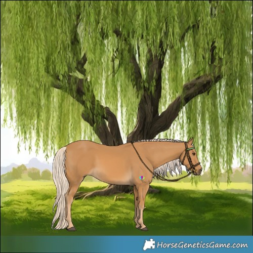 Horse Color:Palomino