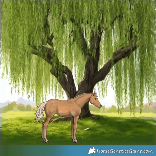 Horse Color:Palomino 