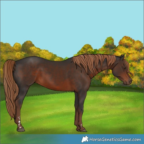 Horse Color:Liver Chestnut Rabicano