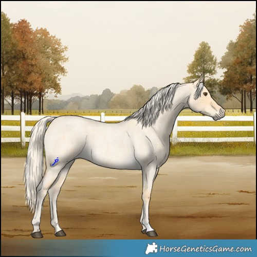 Horse Color:Palomino Roan Dun 