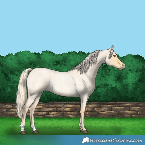 Horse Color:Palomino Roan Dun 