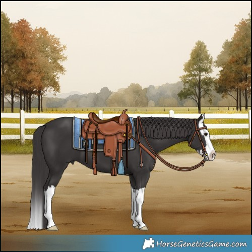 Horse Color:Smoky Black Splash