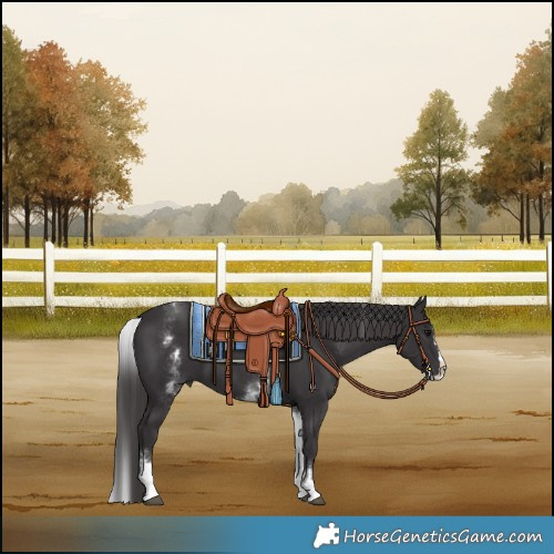 Horse Color:White Spotted Smoky Black Splash 