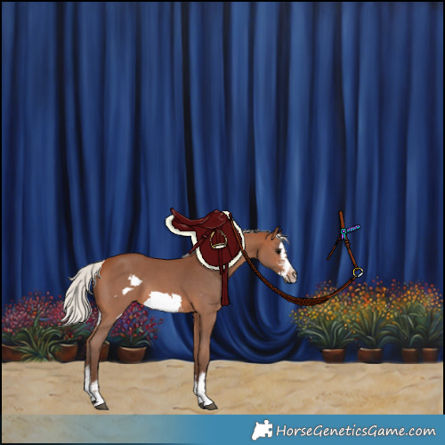 Horse Color:Silver Brown Sabino Frame 