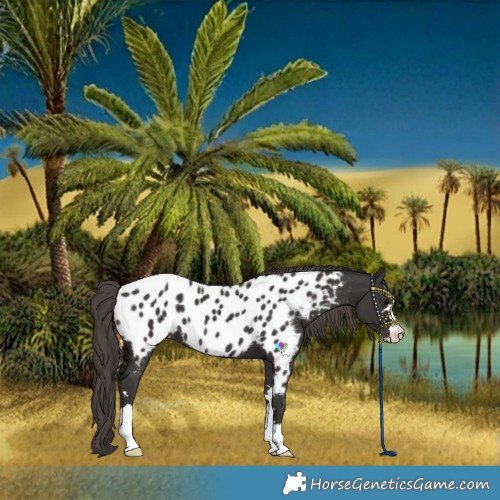 Horse Color:Smoky Black Near Leopard 