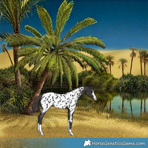 Horse Color:Smoky Black Appaloosa 