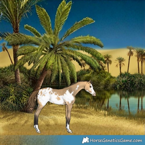 Horse Color:Buckskin Frame Appaloosa 