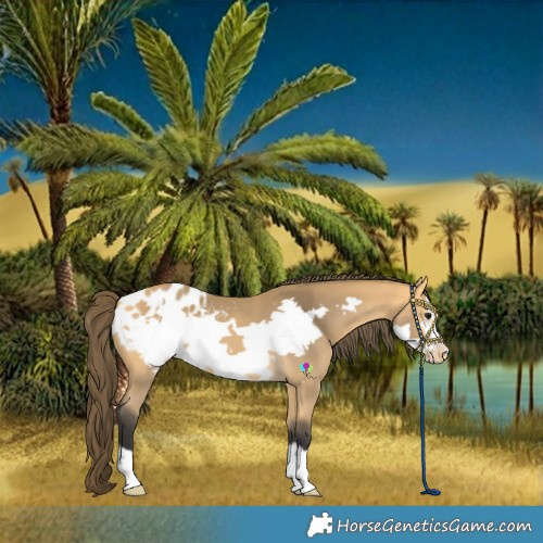 Horse Color:Buckskin Frame Blanket
