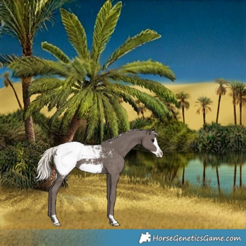 Horse Color:Silver Black Frame Appaloosa 