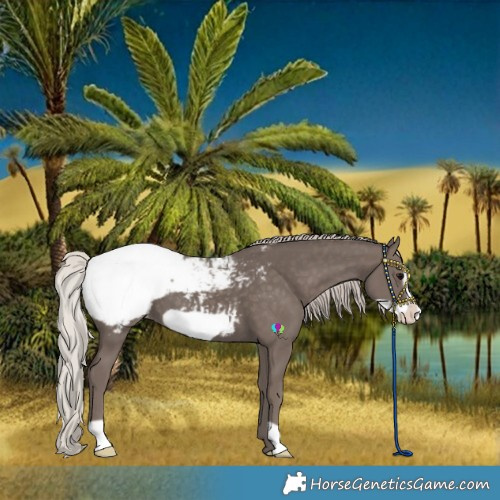 Horse Color:Silver Black Frame Snowcap 