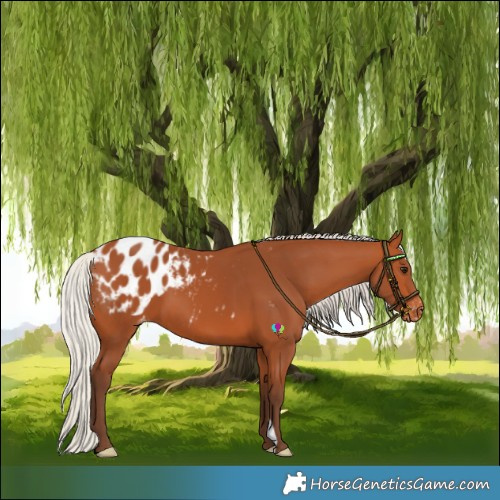 Horse Color:Silver Bay Blanket 