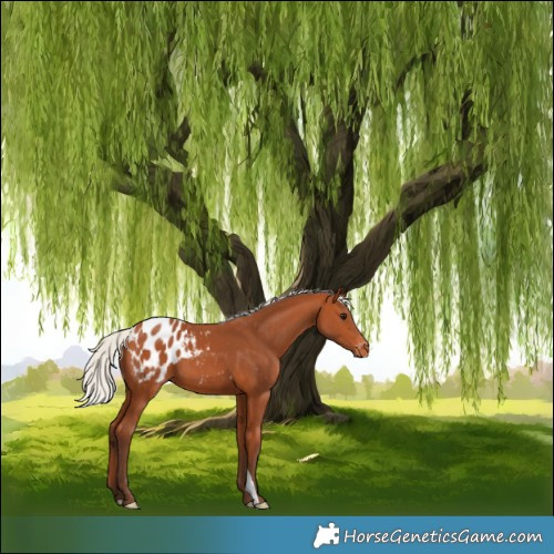 Horse Color:Silver Bay Appaloosa 