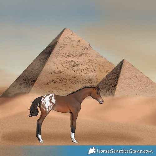 Horse Color:Bay Appaloosa 