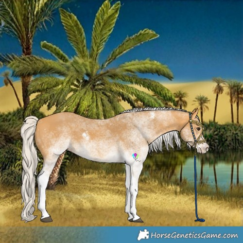 Horse Color:White Spotted Silver Buckskin 