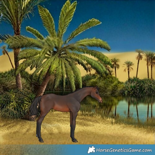 Horse Color:Brown Appaloosa 