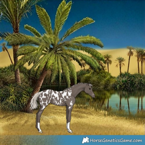 Horse Color:Silver Black Appaloosa 