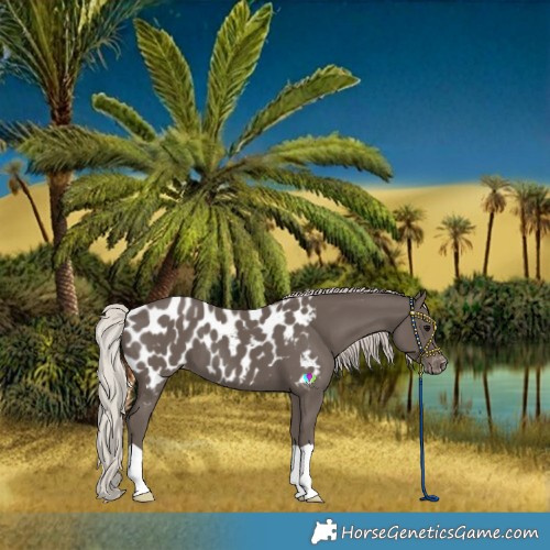Horse Color:Silver Black Near Leopard 