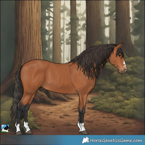 Horse Color:Bay 
